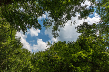 Sky, clouds and trees