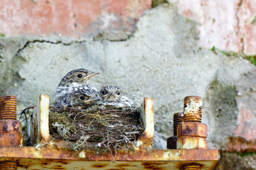 Flycatcher (Muscicapa striata).