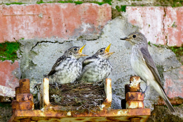 Flycatcher (Muscicapa striata).