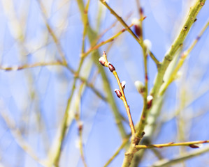 a willow bushes with swollen buds one branch with three buds on a bokeh background