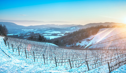 Vineyards rows covered by snow in winter at sunset. Chianti, Siena, Italy