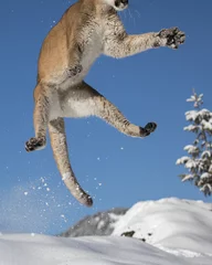Raamstickers Mountain Lion Adult in the Snow © Carol
