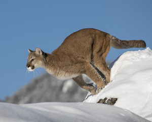 Mountain Lion Adult in the Snow