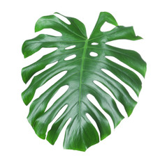 Tropical monstera leaf isolated on white