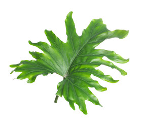 Tropical philodendron leaf isolated on white © New Africa