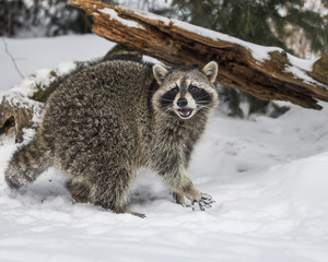 Raccoons playing in the snow