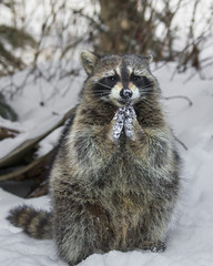 Raccoons playing in the snow