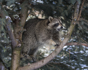 Obraz premium Raccoons playing in the snow