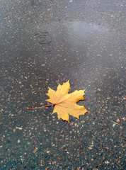 Maple leaf on asphalt