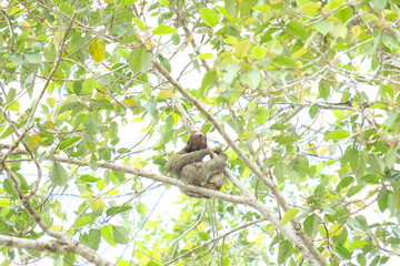 Costa Rica Sloth