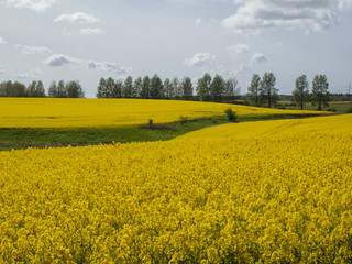 Obraz premium yellow rape fields