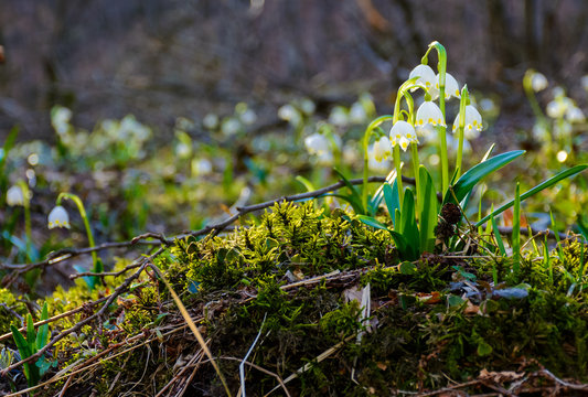 bunch of snowflake flowers on a mossy hump. lovely springtime background