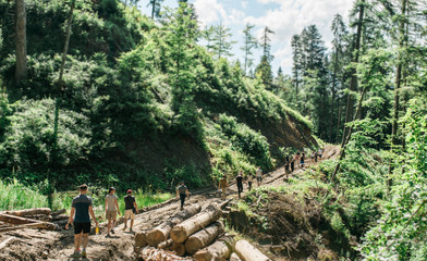 People walking through forest. hiking. The people walks a path in a hilly forest, back view