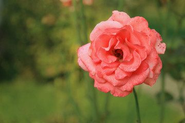 One red rose flower in garden