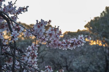 White flowers of almond tree