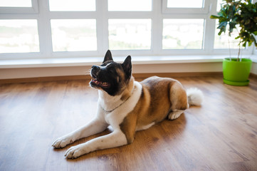 Amazing american akita dog posing. Old big akita boy.