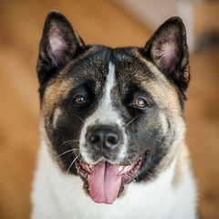 Amazing american akita dog posing. Old big akita boy.