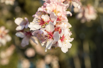 White flowers of almond tree