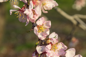 White flowers of almond tree