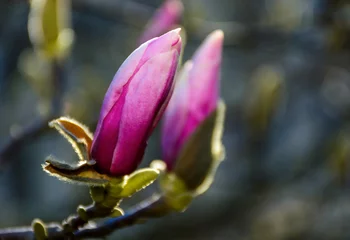 Papier Peint photo Lavable Magnolia blossom of magnolia flowers. lovely nature background in springtime