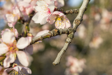White flowers of almond tree