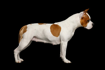 White with Red American Staffordshire Terrier Dog Standing, Isolated on Black Background, side view