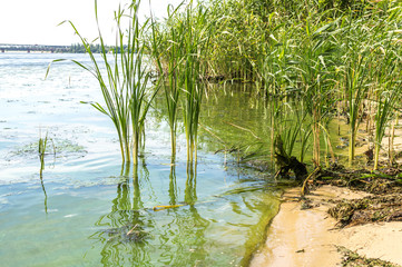 Dirty river water and marshy reeds overgrown with reeds. Pollution of rivers in Europe