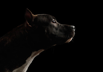 Portrait of American Staffordshire Terrier Dog, Isolated on Black Background, profile view