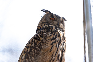 a eagle owl