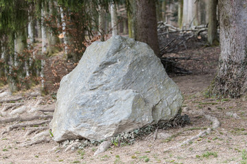 massive rock in a forest