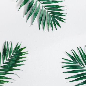 Summer tropical composition. Green tropical leaves on gray background. Summer concept. Flat lay, top view, copy space, square