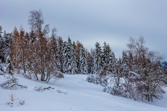 Snow covered forest, Col Visentin, Belluno, Veneto, Italy