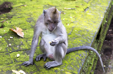 Long-tailed macaque (Macaca fascicularis), the monkey eats in Sangeh Monkey Forest in Bali, Indonesia
