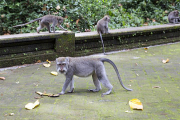 Long-tailed macaque (Macaca fascicularis), the monkey  in Sangeh Monkey Forest in Bali, Indonesia