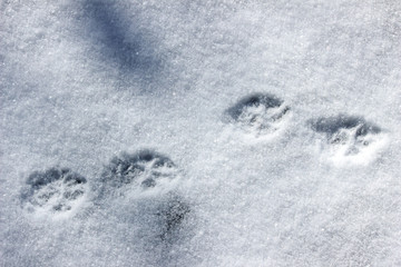 Footprint of animal on snow