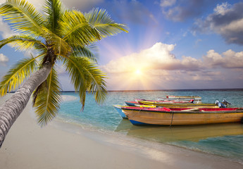Maldives. Bright wooden boats in the sea and the palm tree has bent over water