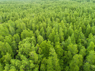 Fototapeta na wymiar top view tree , beautiful background ,aerial view , mangrove forest, Natural grass texture , Blurred