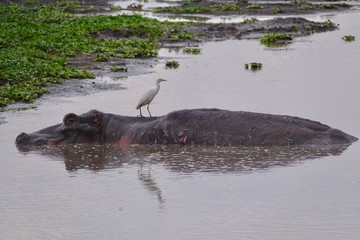 Fototapeta premium Hippopotamus, Lake africa