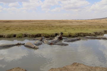 Hippopotamus, Lake africa