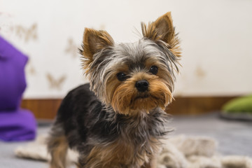 Yorkshire Terrier puppy dog portrait closeup.
