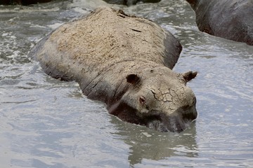 Hippopotamus, Lake africa