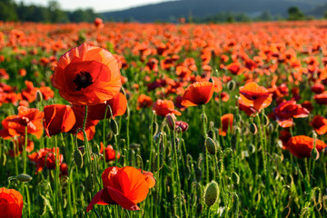 Fototapeta premium big red poppy flower on the field in mountains at sunset. beautiful summer nature background