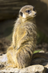 Stokstaartje kijkt naar links.