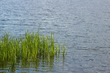 green reeds in the water with ripples, are minimalistic with the edge and are reflected