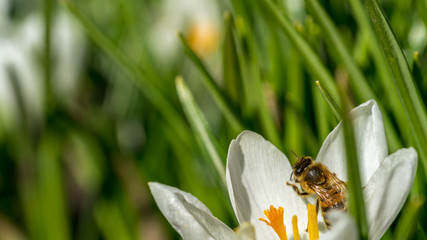 Honey bee collecting pollen in a white flower
