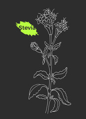Art sketch of stevia. Vector organic product