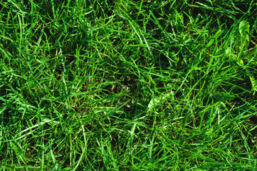 Close-up of uncultivated wild green lawn. View from above. Green juicy grass background for spring and summer