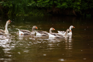 Domestic geese near a farm pond