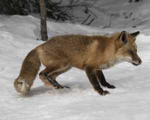 Fototapeta premium Red Foxes