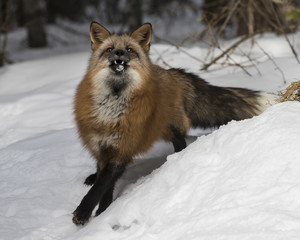 Obraz premium Red Foxes